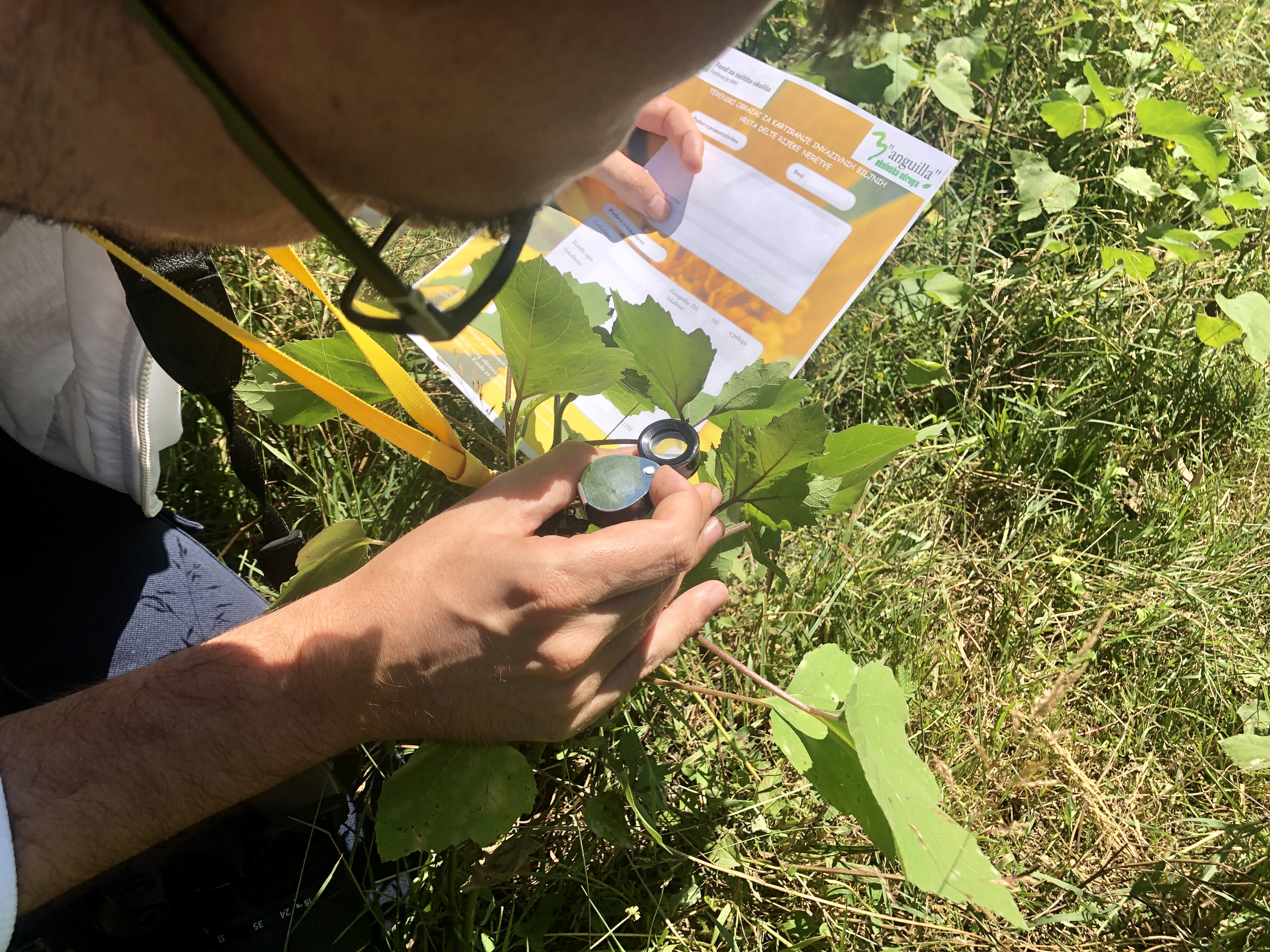 Veliki broj invazivnih biljnih vrsta na području delte rijeke Neretve